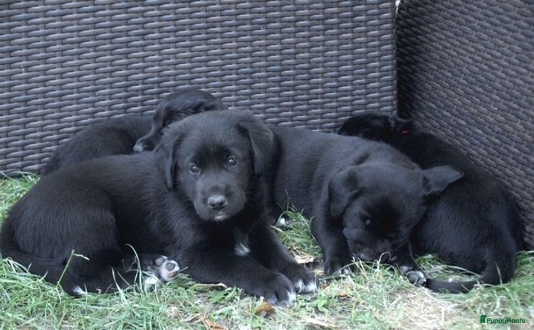 Kruising honden - Advertentie 4