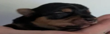 Yorkshire Terriër Puppy 5