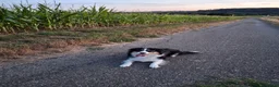 Kruising honden te koop: Bordecolie australian shepherd  - Advertentie 2