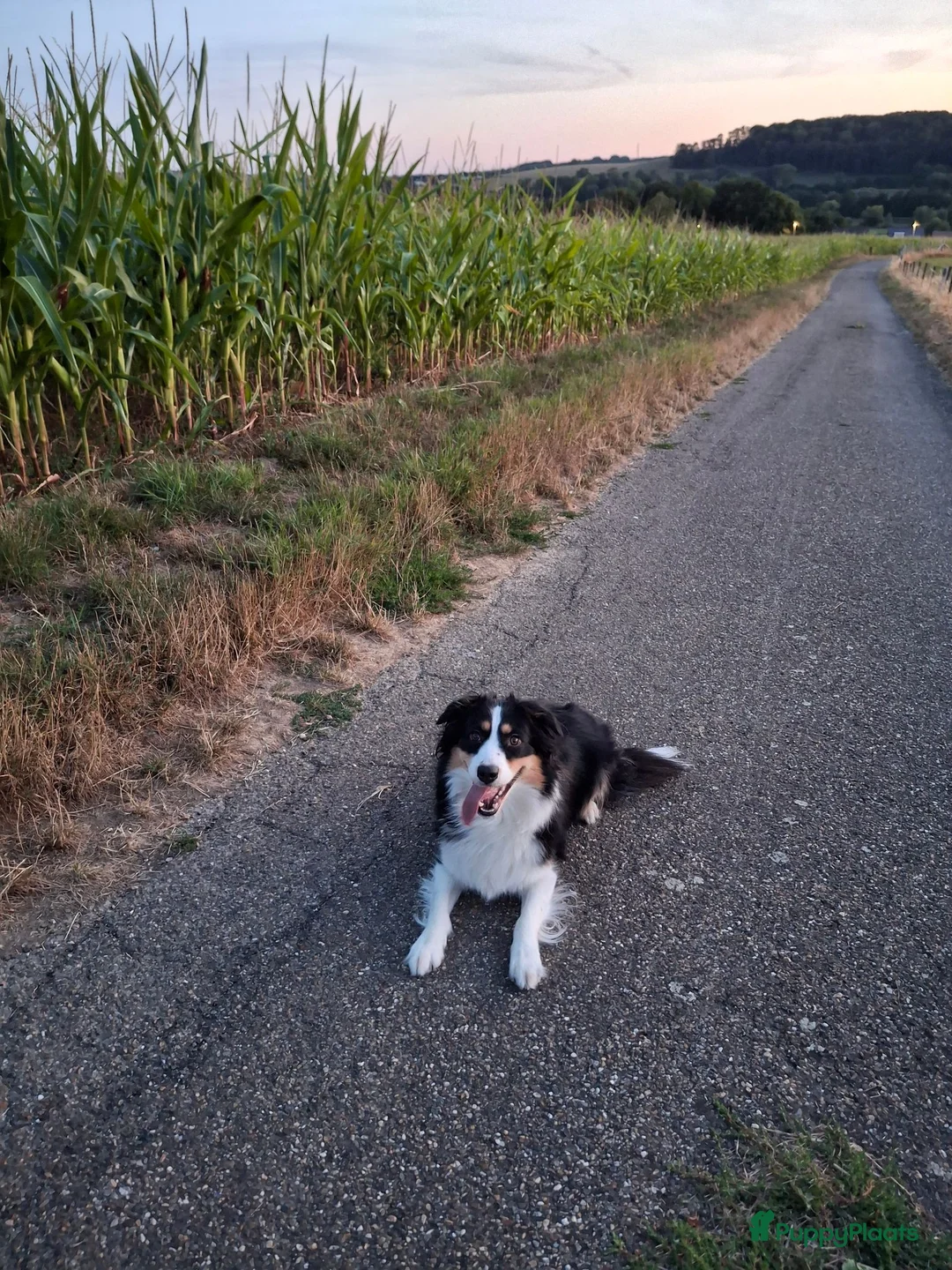 Kruising honden te koop: Bordecolie australian shepherd  - Advertentie 2