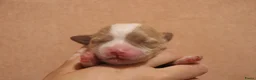 Havanezer honden te koop: Havanezer pups  - Advertentie 7