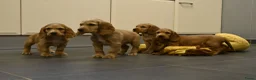 Engelse Cocker Spaniel honden te koop: Engelse Cocker Spaniel pups - Advertentie 26