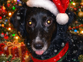 Kruising honden Wendy zoekt baasje - Advertentie 6