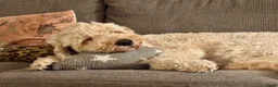 Goldendoodle honden te koop: Standaard goldendoodle pups fleece vacht - Advertentie 13