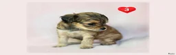 Kruising honden te koop: Prachtige Chi-doodle pups (chihuahua-toypoedel) - Advertentie 11