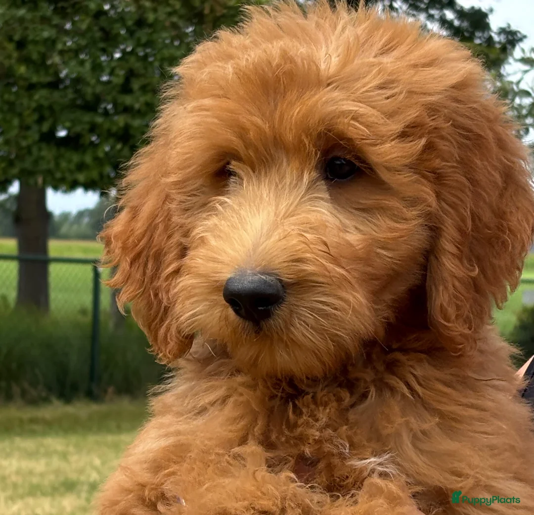Goldendoodle honden te koop: Goldendoodle Pups - Advertentie 2