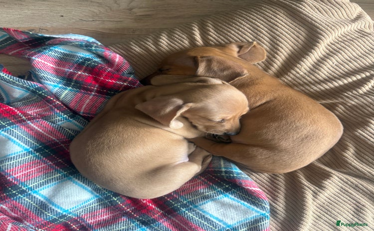 Teckel (korthaar)  honden - Advertentie 1