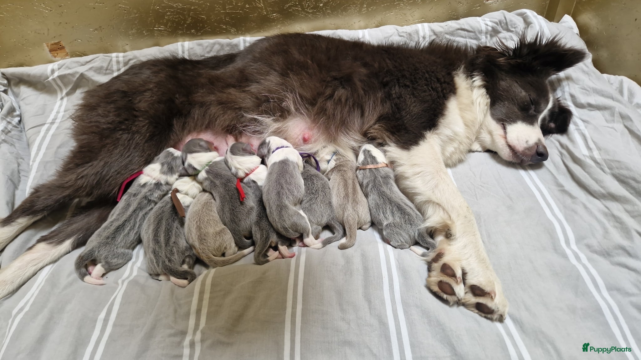 Border Collie honden Blauwe border collie pups  - Advertentie 1