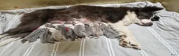 Border Collie honden te koop: Blauwe border collie pups  - Advertentie 1