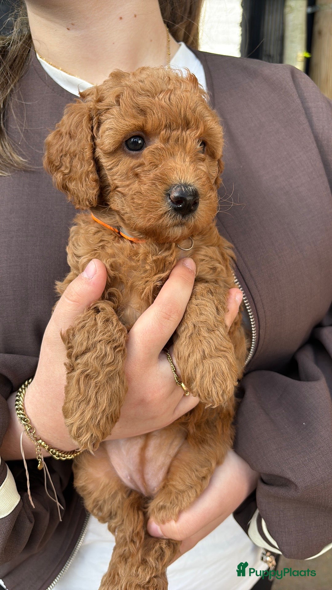 Kruising honden Lief mini doodle pupje (teefje) - Advertentie 10