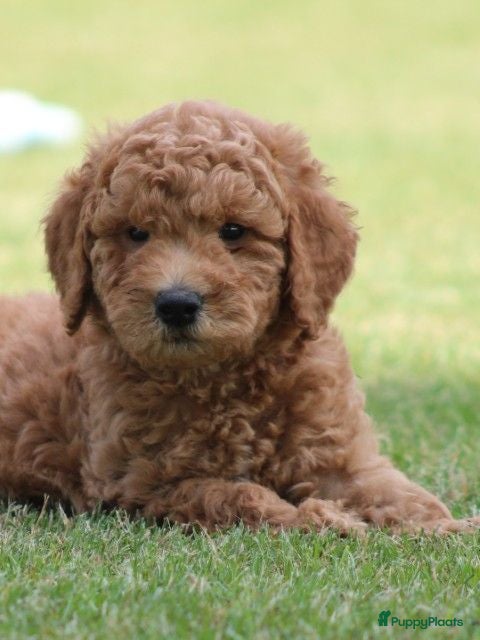 Goldendoodle honden Mooie Goldendoodle pups - Advertentie 2