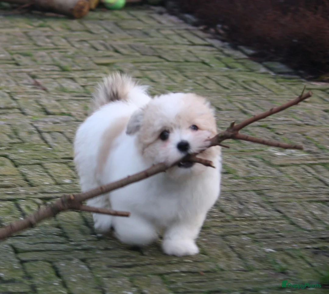 Galerij afbeelding {{count}}