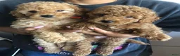Kruising honden te koop: 5 prachtige poedel pups  - Advertentie 5
