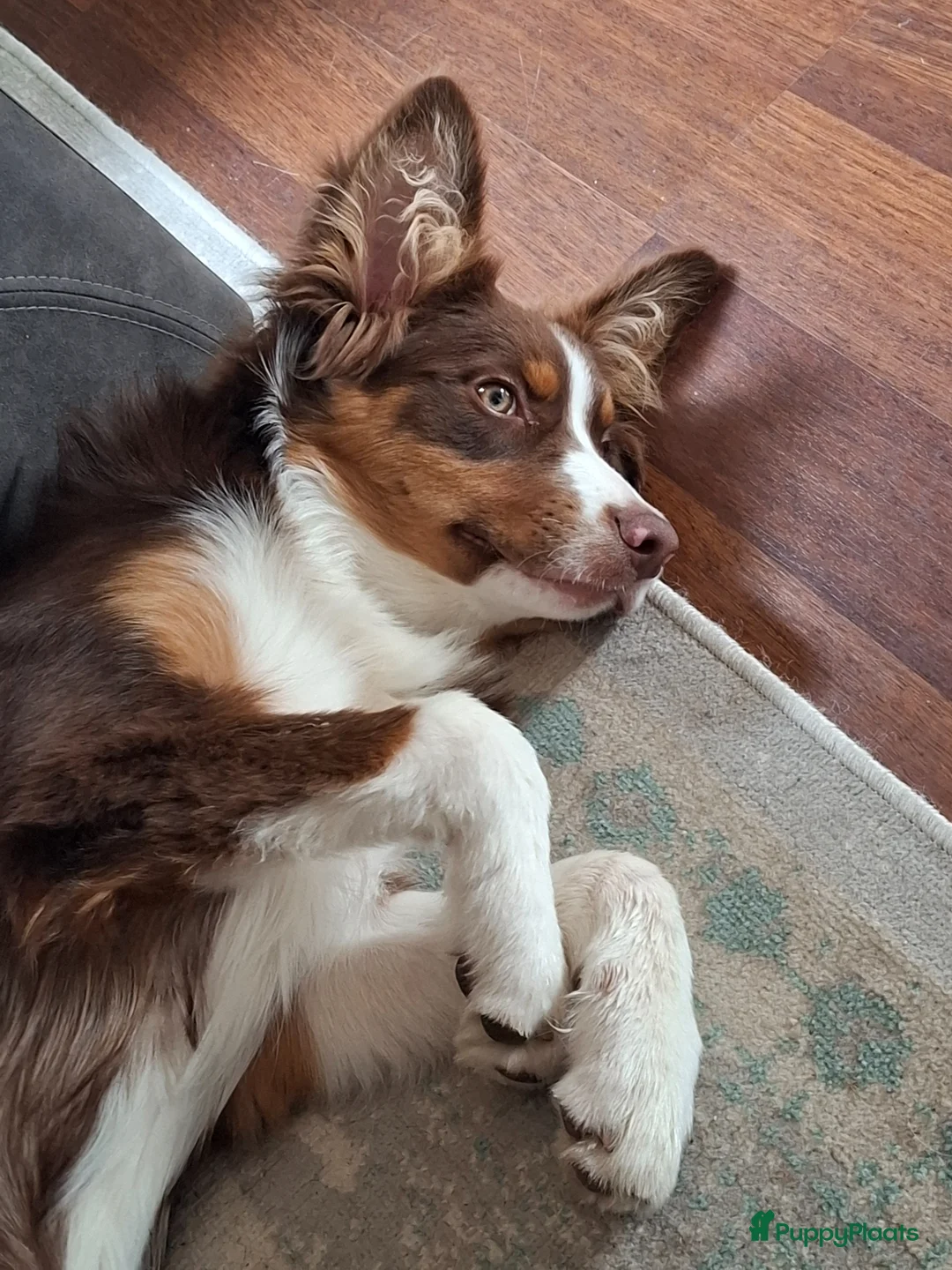 Australian Shepherd honden te koop: Lieve Australian Shepherd pup - Advertentie 2
