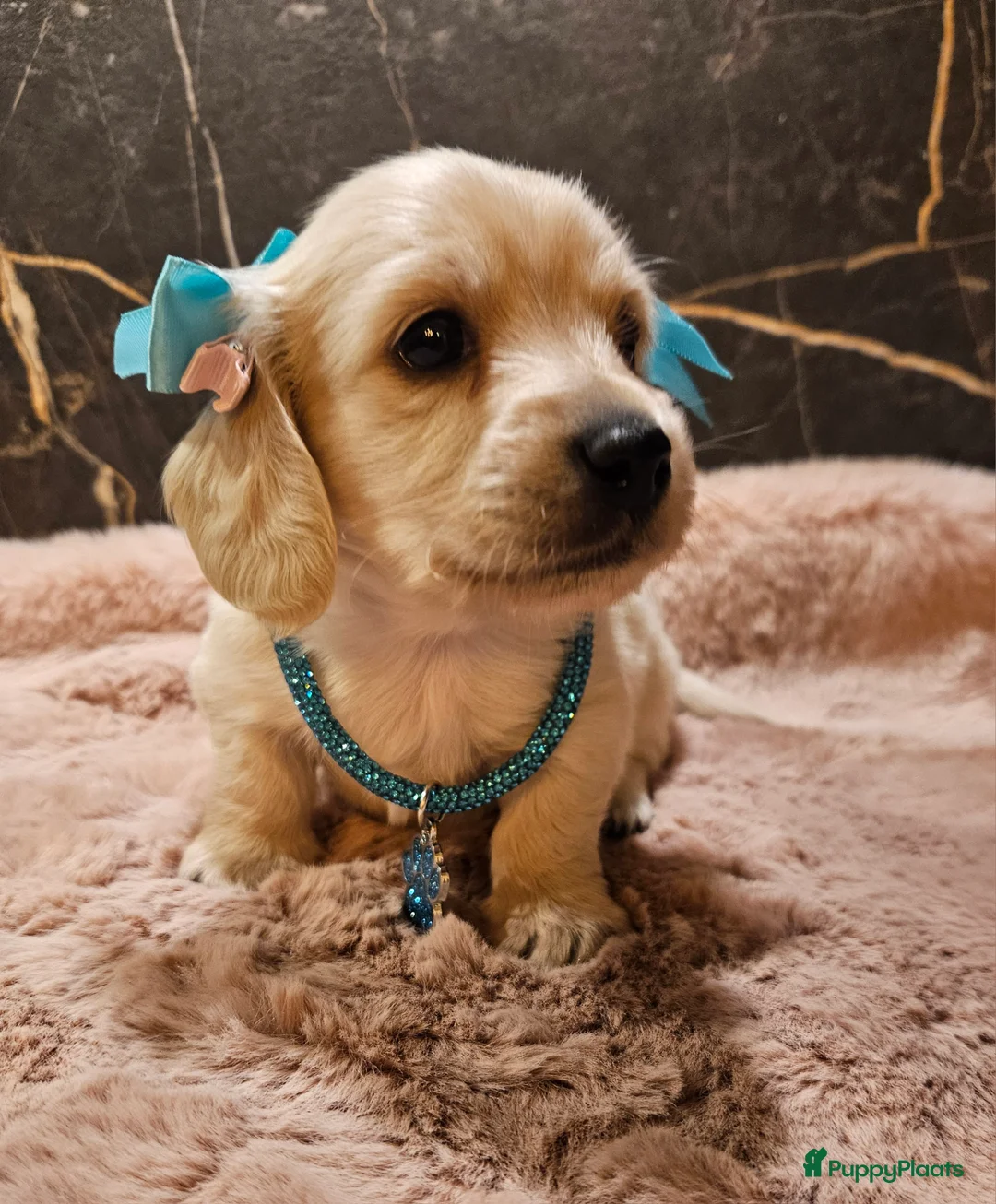 Teckel (langhaar) honden te koop: Schitterende licht blonde kleine teckel pupjes  - Advertentie 7