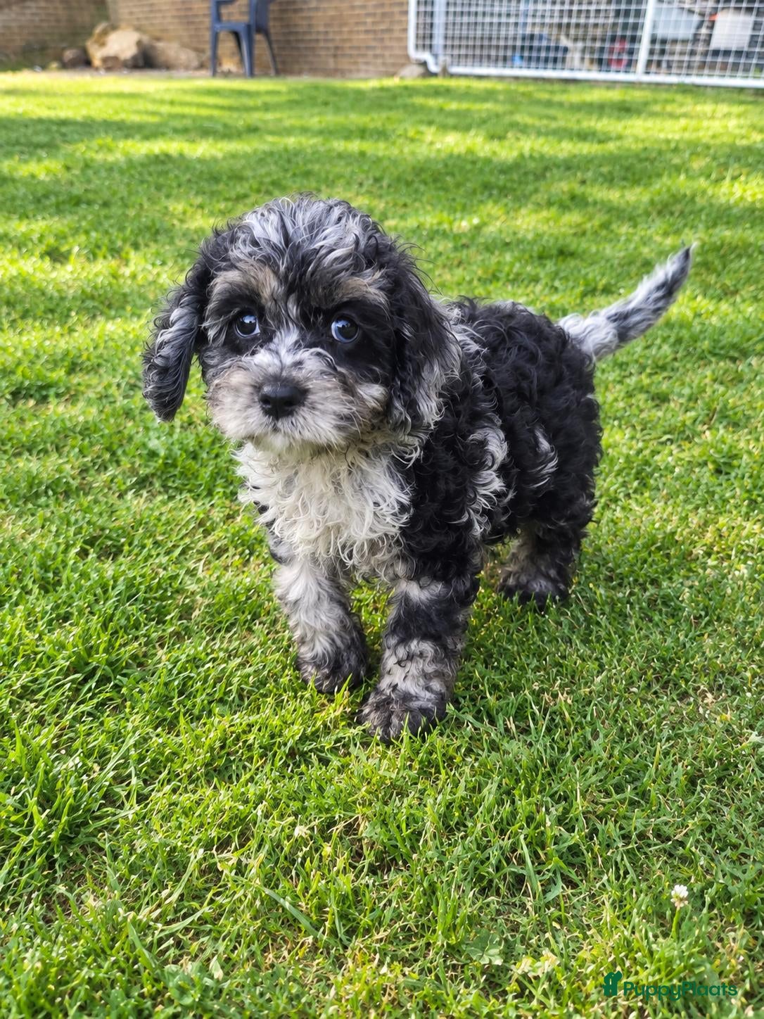 Cockapoo honden F1 mini cockapoo pups, mogen het nest verlaten  - Advertentie 1