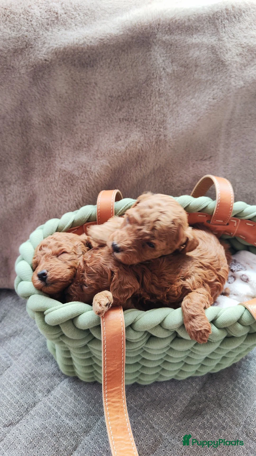 Poedel Toy honden te koop: Poedel toy puppy's  - Advertentie 2