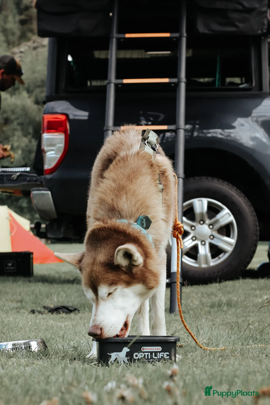 Siberische Husky honden ter dekking: Licht rode dekreu ter aanbieding in Roeselare - Advertentie 8