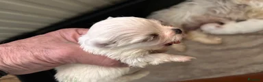 Maltezer 1