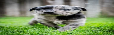 Kruising Puppy 8