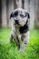 Kruising Puppy 8