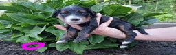 Bernedoodle honden te koop: Medium Bernedoodle - Advertentie 11