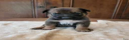 Kruising honden te koop: Mix Mechelse Herder X Australian Shepherd Puppy's  - Advertentie 8