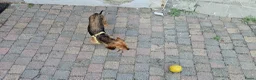 Kruising honden te koop: Ruwharige Teckel  - Advertentie 7