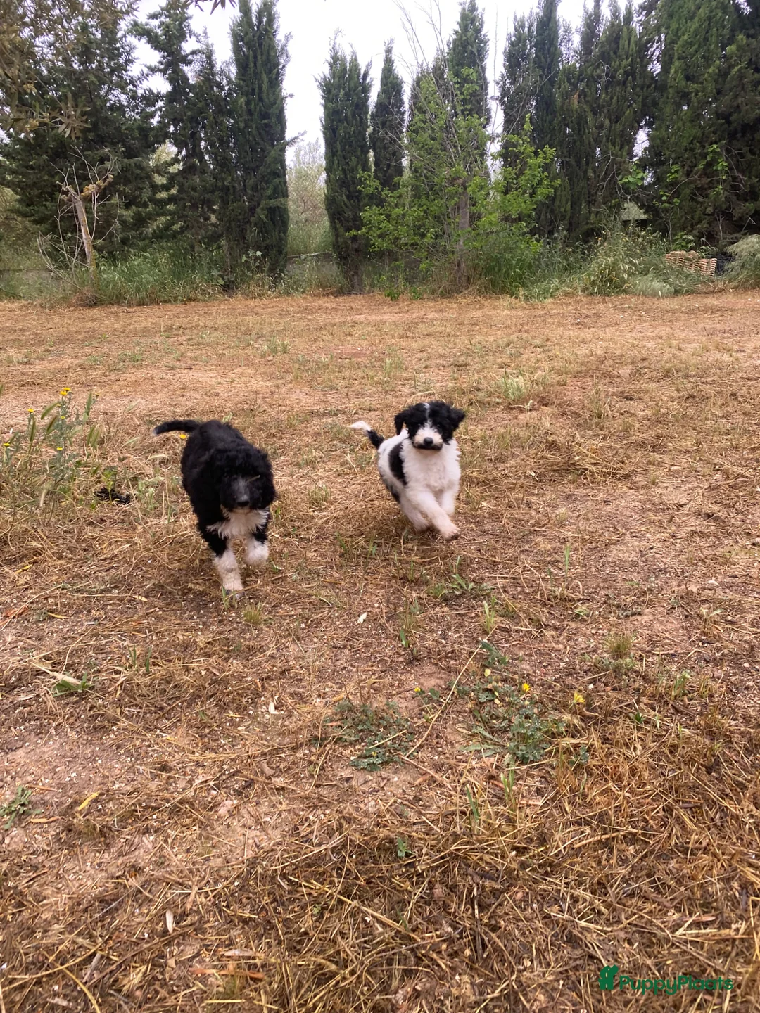 Poedel honden te koop: Prachtig mooie koningspoedel pups! - Advertentie 2