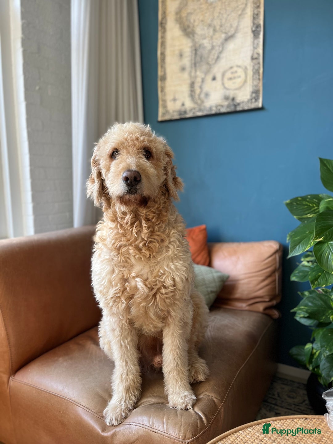Goldendoodle honden ter dekking: Amerikaanse Dekreu - 1e generatie - Goldendoodle in Alkmaar - Afbeelding 1