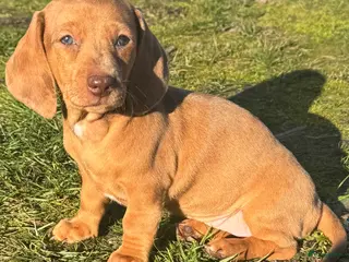 Teckel (korthaar) honden te koop: teckel teefje in huis opgevoed ouders aanwezig - Advertentie 2