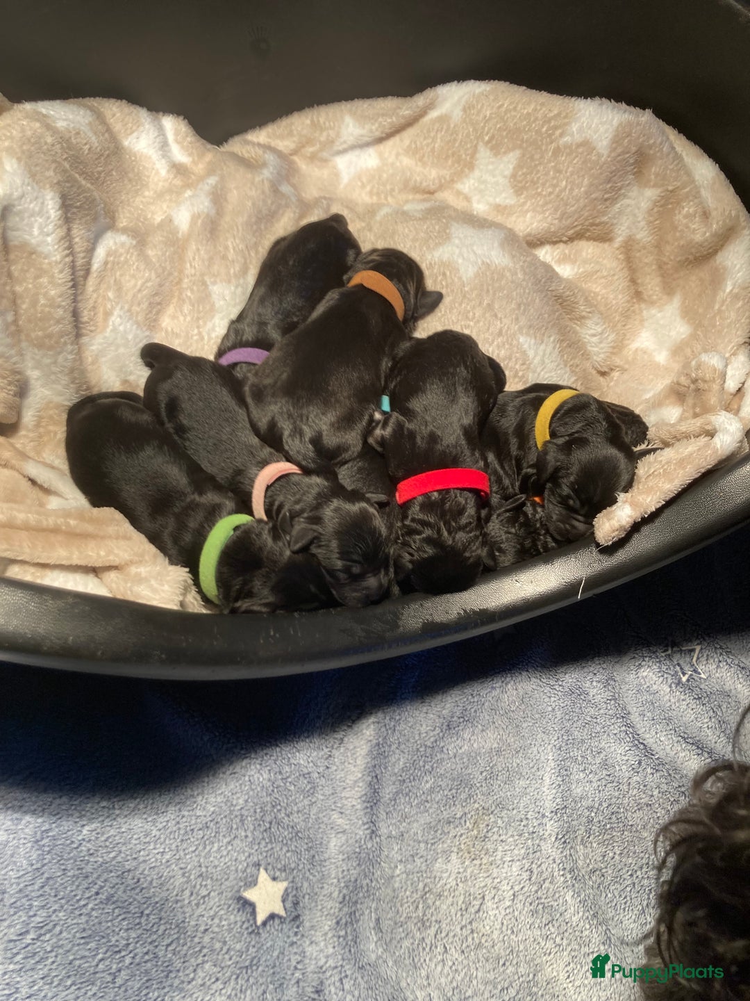 Labradoodle honden te koop: Labradoodle puppies F4 multigen zwart - Advertentie 5