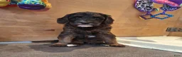 Kruising honden te koop: Prachtige mini/medium Australian labradoodle pups - Advertentie 6