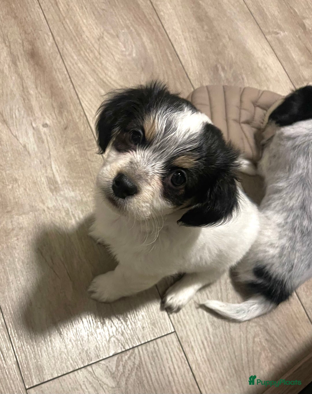 Kruising honden te koop: Chihuahua kruising pups - Advertentie 13