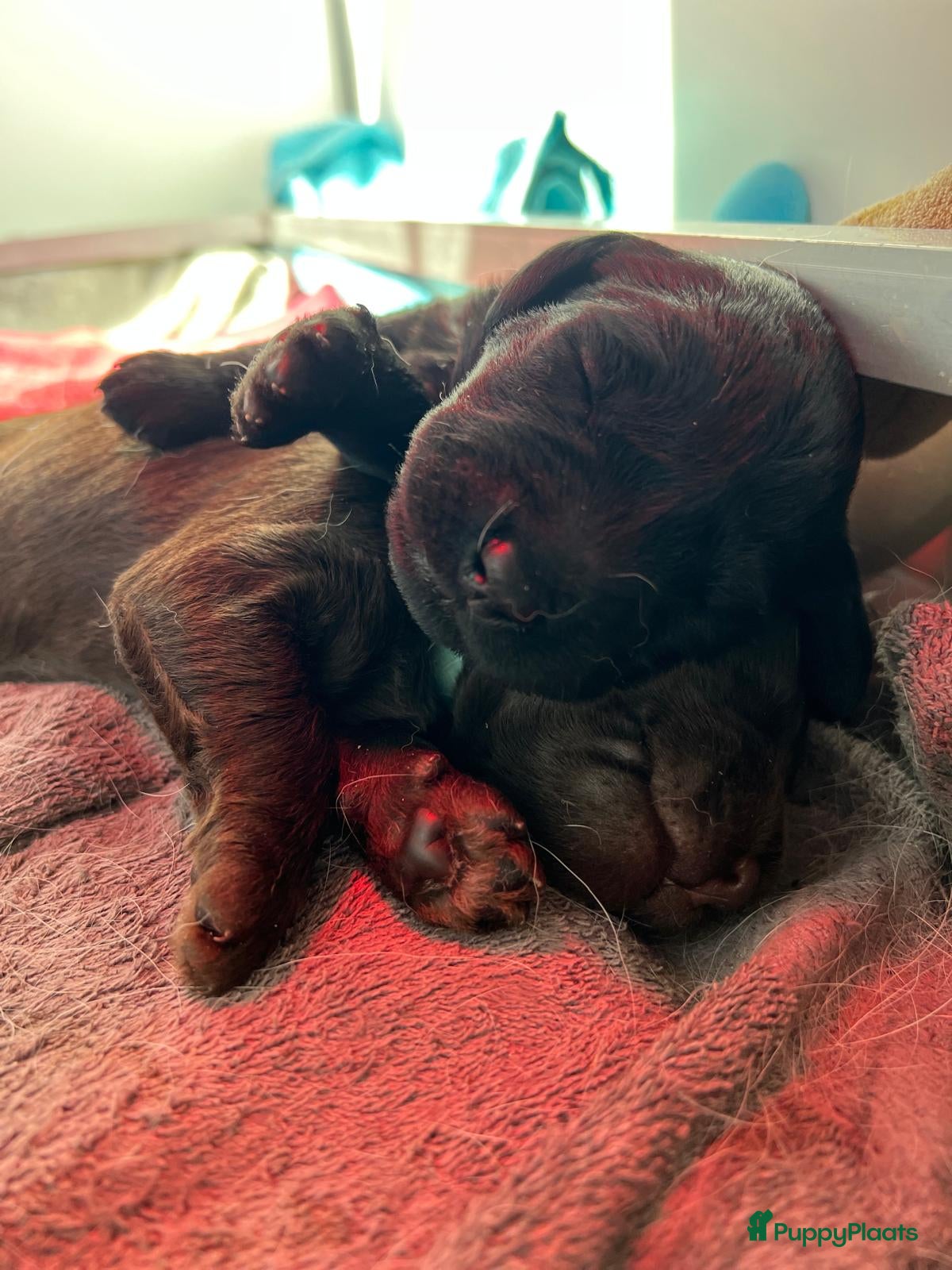 Labradoodle honden Labradoodle pups  - Advertentie 1