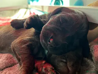 Labradoodle honden Labradoodle pups - Advertentie 1