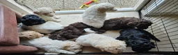 Kruising honden te koop: Wit medium doodle teefje!! - Advertentie 19
