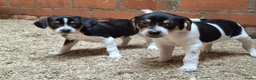 Fox Terriër Gladhaar honden te koop: boerenfox pups - Advertentie 5