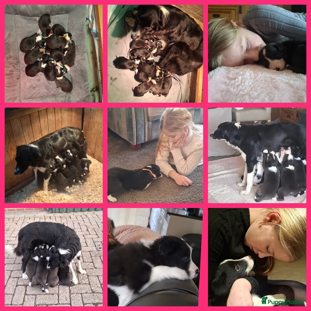 Border Collie honden te koop: Lieve border collie pups - Advertentie 12