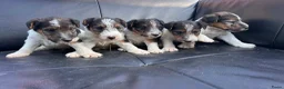 Fox Terriër Draadhaar honden te koop: ruwhaar fox terrierpups - Advertentie 3