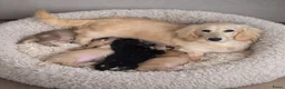 Teckel (langhaar) honden te koop: Teckel pup Black & cream - Advertentie 9