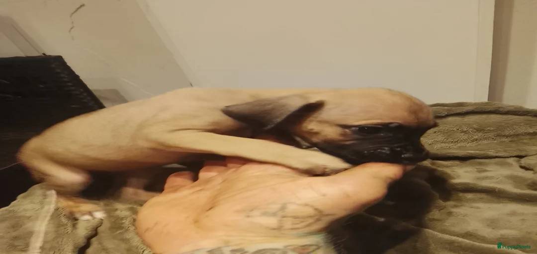 Galerij afbeelding {{count}}