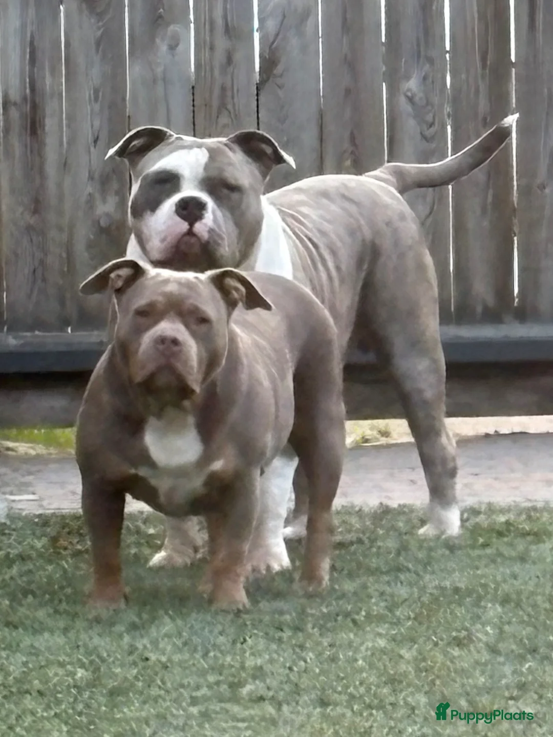 Amerikaanse Bully honden ter dekking: American Bully XL Dekreu  - Advertentie 11