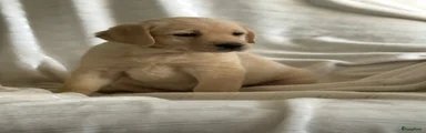 Labradoodle Puppy 5