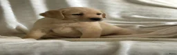 Labradoodle honden te koop: Lieve,sociale labradoodle F1 pups beschikbaar  - Advertentie 8