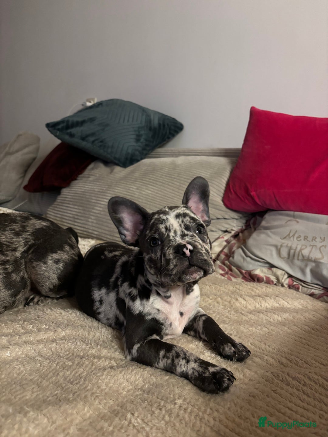 Franse Bulldog honden te koop: Franse bulldog - Advertentie 1