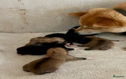 Shiba honden te koop: Shiba inu in Genk - Afbeelding 34