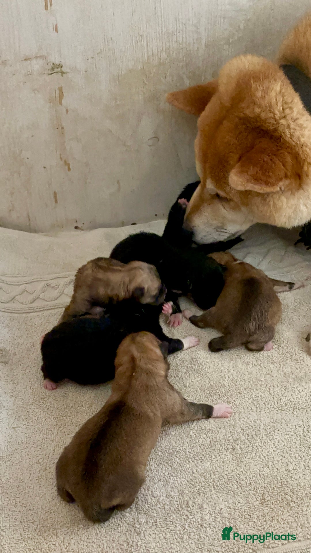 Shiba honden te koop: Shiba inu in Genk - Afbeelding 34