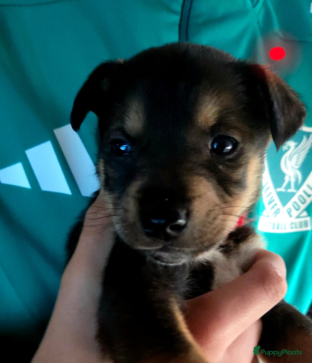 Kruising honden te koop: Kruising X Husky pups! Super mooi en leuk! - Advertentie 8