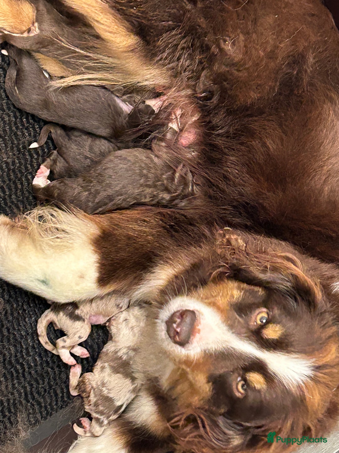 Australian Shepherd honden te koop: Miniatuur American shepherd teefje - Advertentie 1